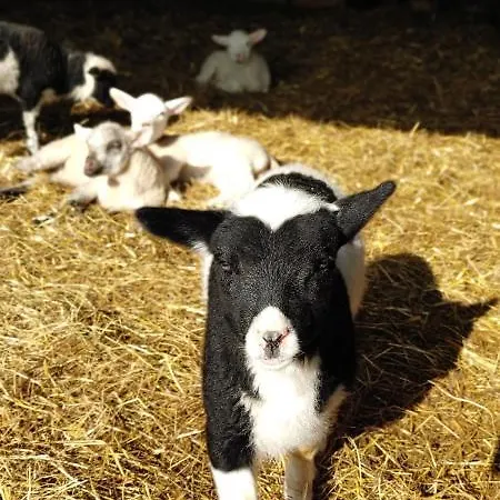 Suederdeich شقة *