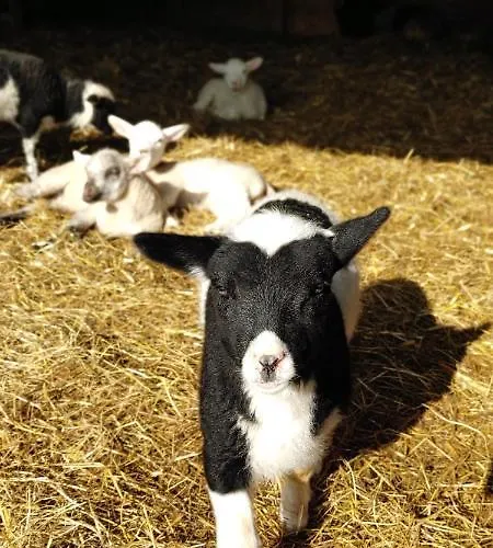 Suederdeich Appartamento *